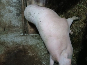 Vînd porc de carne rasă pietrean - imagine 3
