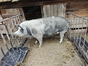 Porc de vanzare 300 kg - imagine 2