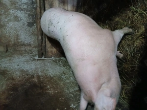 Vînd porc crescut natural 100%