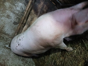 Vînd porc de carne rasă pietrean