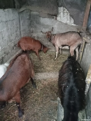 vând sau schimb cu porumb grâu sau schimb cu purcei - imagine 3