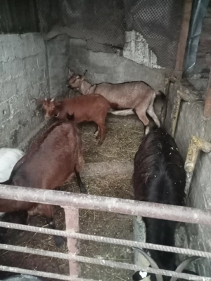 vând sau schimb cu porumb grâu sau schimb cu purcei - imagine 2