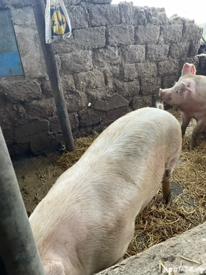 Vând porci 