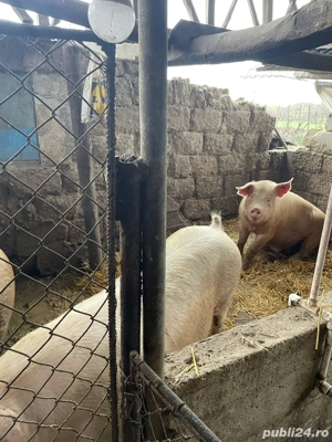 Vând porci  - imagine 3