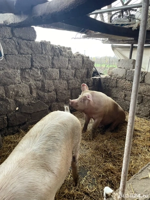 Vând porci  - imagine 2