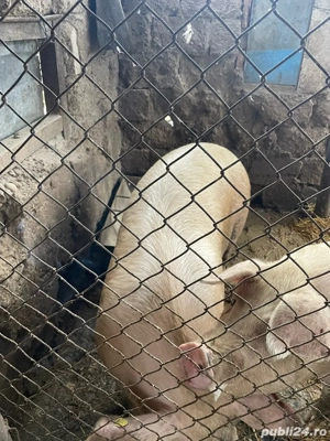 Vând porci  - imagine 4