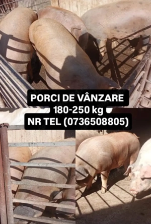!!!Vand porci de casa!!!