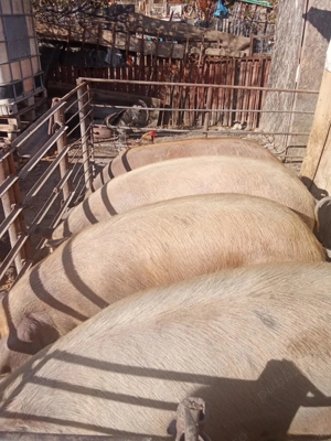 !!!Vand porci de casa!!! - imagine 3