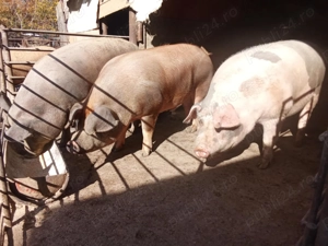 !!!Vand porci de casa!!! - imagine 2