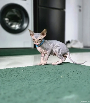 3 fetițe și 3 băieți Sphinx