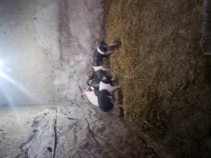 De vânzare purcei Bazna  - imagine 2