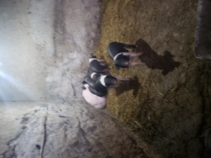 De vânzare purcei Bazna 