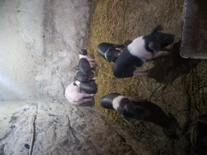 De vânzare purcei Bazna  - imagine 5