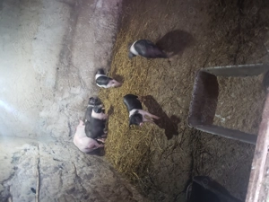 De vânzare purcei Bazna  - imagine 4