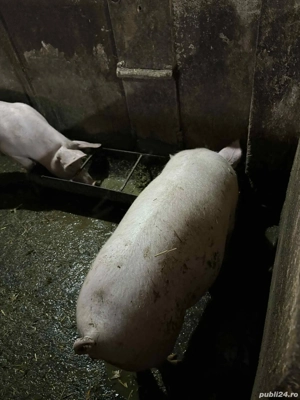 Vand porci  - imagine 2