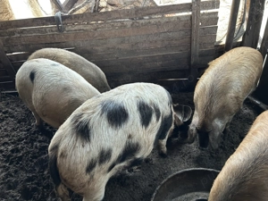 Porci de vânzare de Crăciun  - imagine 2