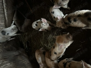 Purcei de vânzare crescut 