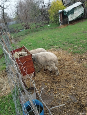 vand 2 oi  12 mil  - imagine 2