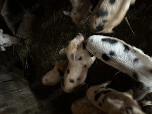 Purcei de vânzare crescut  - imagine 2