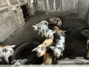 Purcei de vânzare crescut  - imagine 3