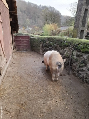 Vând porc de aproximativ 160 kg  15 lei kg Sat Troaș (Comuna Săvârșin) - imagine 2