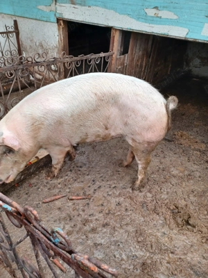 Vând porc matele alb  - imagine 3