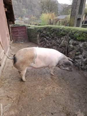 Vând porc de aproximativ 160 kg  15 lei kg Sat Troaș (Comuna Săvârșin) - imagine 3