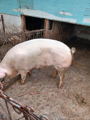 Vând porc matele alb  - imagine 2