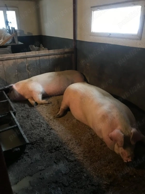 Porci de carne de vanzare