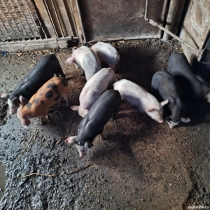 purceii de casă  - imagine 2