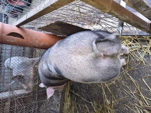 Porc de sarcrificat - imagine 4