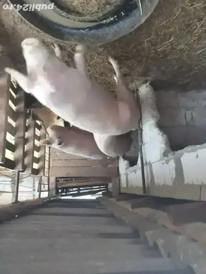 porci de casa 