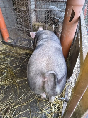 Porc de sarcrificat - imagine 3