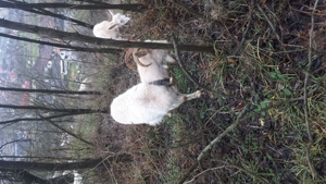 2 capre si o iada de vanzare sant montate. - imagine 3