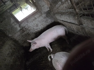 Vând porci 90-100 kg - imagine 2