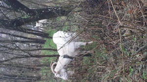 2 capre si o iada de vanzare sant montate. - imagine 2