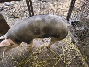 Porc de sarcrificat - imagine 5