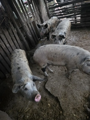 Porci de Crăciun, crescuți la țară  - imagine 2