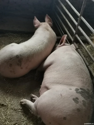 Porci pentru sacrificat - imagine 4