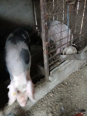 Porc de carne. 150-160 Kg.