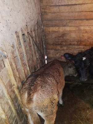 Vând vițel și o vitea  - imagine 2