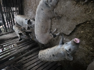 Porci crescuți la țară  - imagine 2