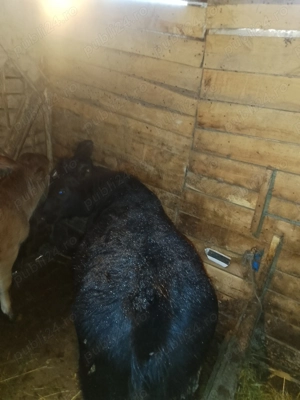 Vând vițel și o vitea  - imagine 3