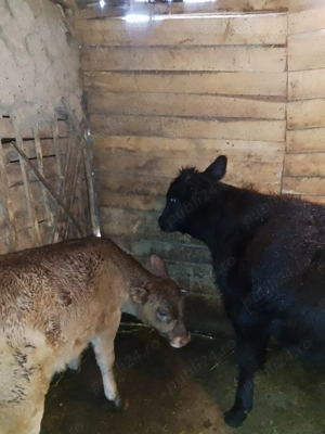 Vând vițel și o vitea  - imagine 4