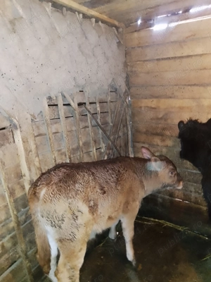 Vând vițel și o vitea  - imagine 5