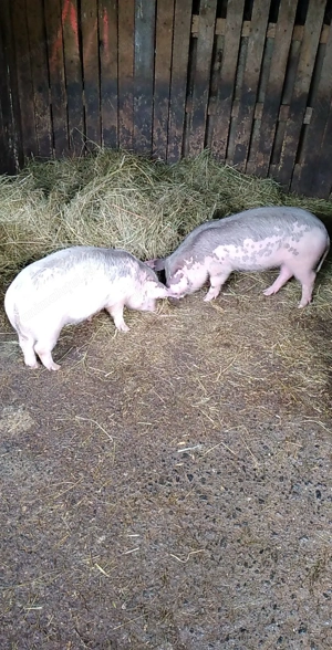 Purcei de vanzare  - imagine 2