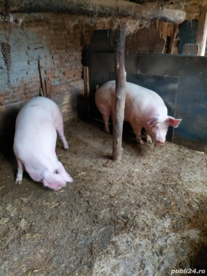 De vânzare porci mari  - imagine 3