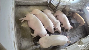 Porci de carne - imagine 2