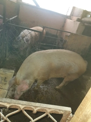 Porci de vanzare 15 lei kg negociabil 150 kg - imagine 2