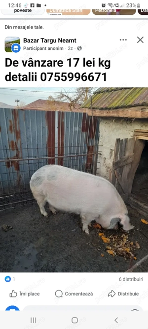 Purcei de vanzare - imagine 2